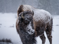 Bison, Snow bison-heavy-snow-yellowstone-national-park-wyoming.jpg