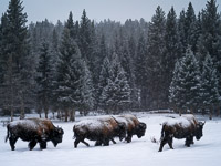 Bison, Snow bison-herd-winter-yellowstone-national-park-wyoming.jpg