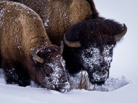 Bison Grazing in Snow bison-pair-grazing-snow-yellowstone-national-park-wyoming.jpg