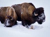 Bison Grazing bison-pair-grazing-snow2-yellowstone-national-park-wyoming.jpg