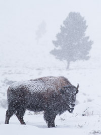 Bison, Snow bison-tree-snow-yellowstone-national-park-wyoming.jpg