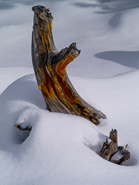 deadfall-snow-yellowstone-national-park-wyoming.jpg