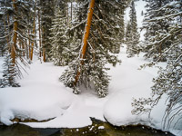 forest-detail-loop-road-snow-yellowstone-national-park-wyoming.jpg