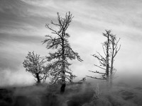 frosty-trees-mammoth-horiz-yellowstone-national-park-wyoming_v1.jpg