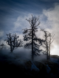 Frost Covered Trees, Mammoth Hot Springs frosty-trees-mammoth-vert-color-yellowstone-national-park-wyoming.jpg