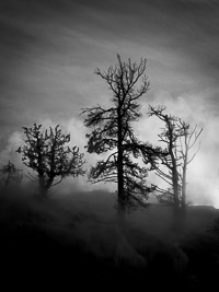Frost Covered Trees, Mammoth Hot Springs frosty-trees-mammoth-vert-yellowstone-national-park-wyoming.jpg
