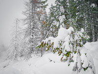 heavy-snow-norris-geyser-basin-yellowstone-national-park-wyoming.jpg