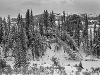 lamar-river-forest-winter-yellowstone-national-park-wyoming.jpg