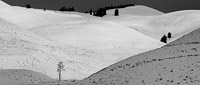 lone-tree-lamar-valley-snow-yellowstone-national-park-wyoming.jpg