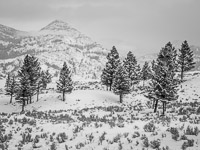 pines-snow-yellowstone-national-park-wyoming.jpg