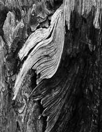 Taking Flight taking-flight-log-detail-yellowstone-national-park-wyoming.jpg