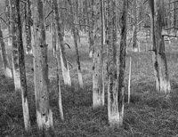 wick-trees-bw-yellowstone-national-park-wyoming.jpg