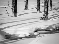 Wick Trees, Winter, Lower Geyser Basin wick-trees-winter-horiz-yellowstone-national-park-wyoming.jpg