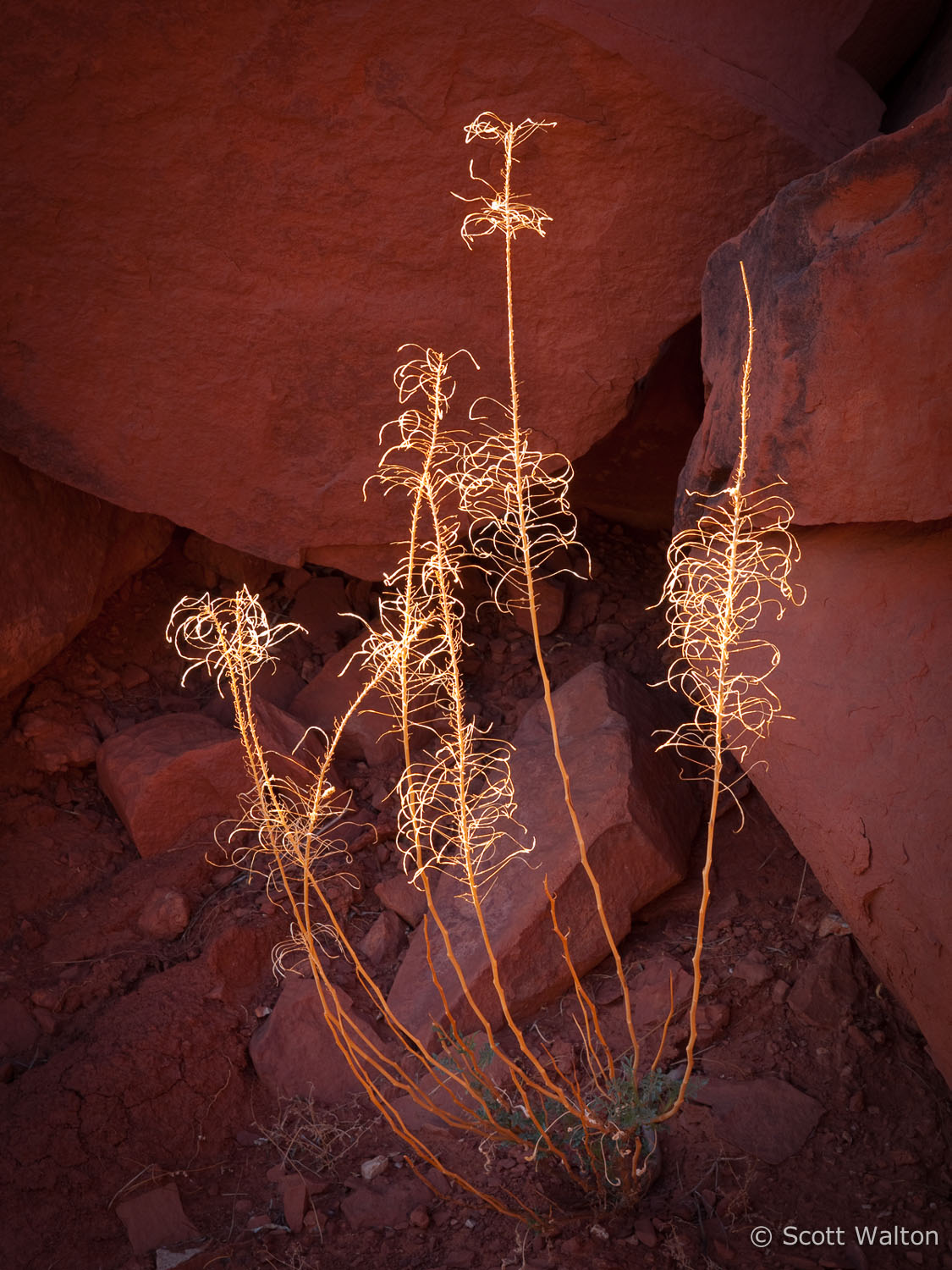 desert-life-monument-valley-navajo-tribal-park-arizona.jpg