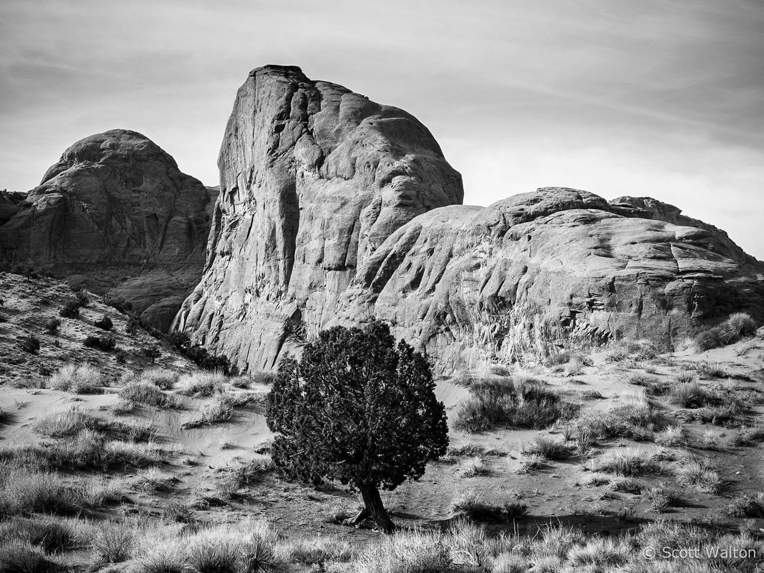 round-tree-monument-valley-navajo-tribal-park-arizona.jpg