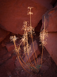 Desert Life desert-life-monument-valley-navajo-tribal-park-arizona.jpg