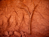 Glowing wall and branch wall-branch-monument-valley-navajo-tribal-park-arizona.jpg