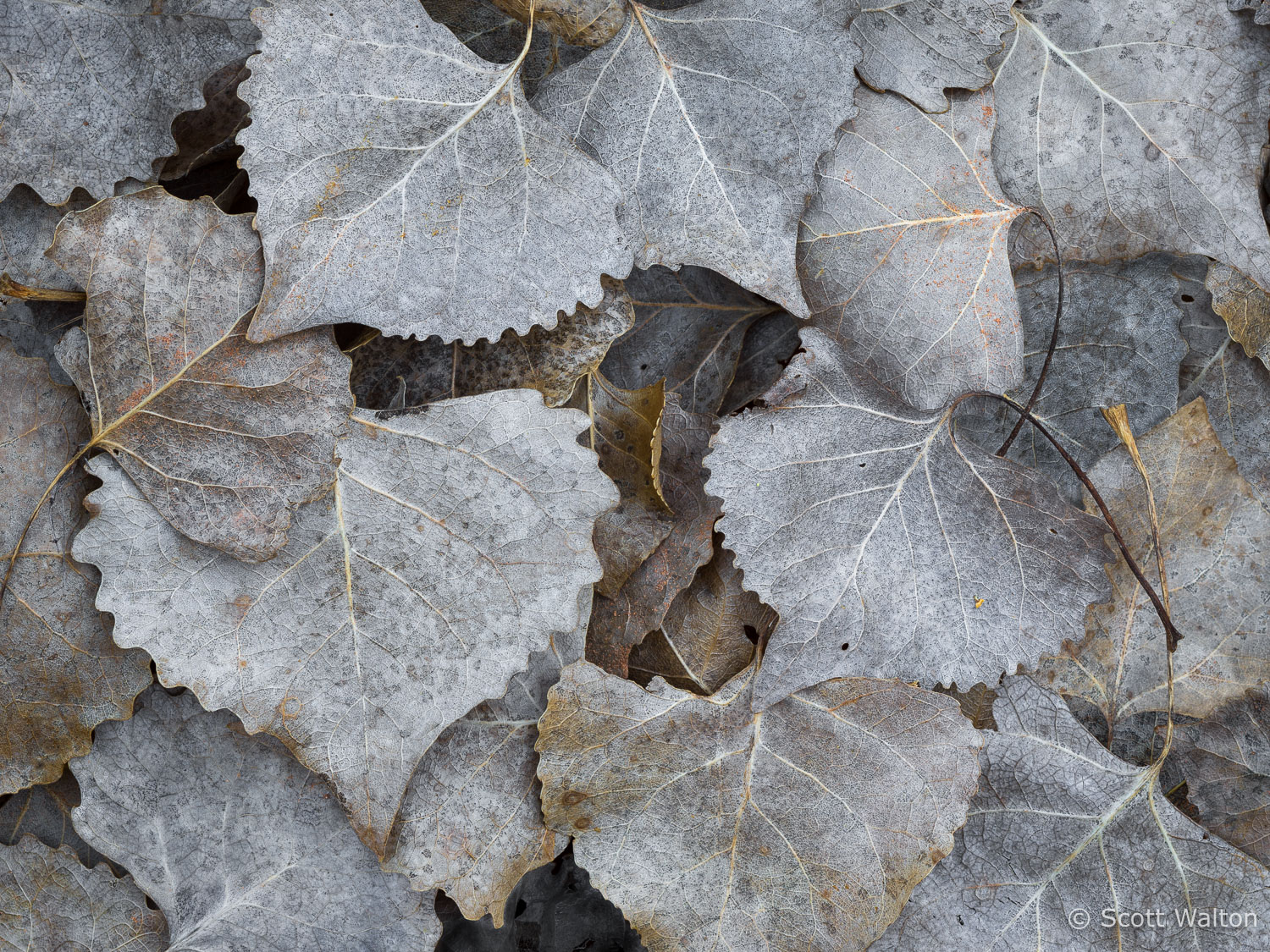 Leaves-Harris-Wash_2-MG_6375-Edit-v2.jpg