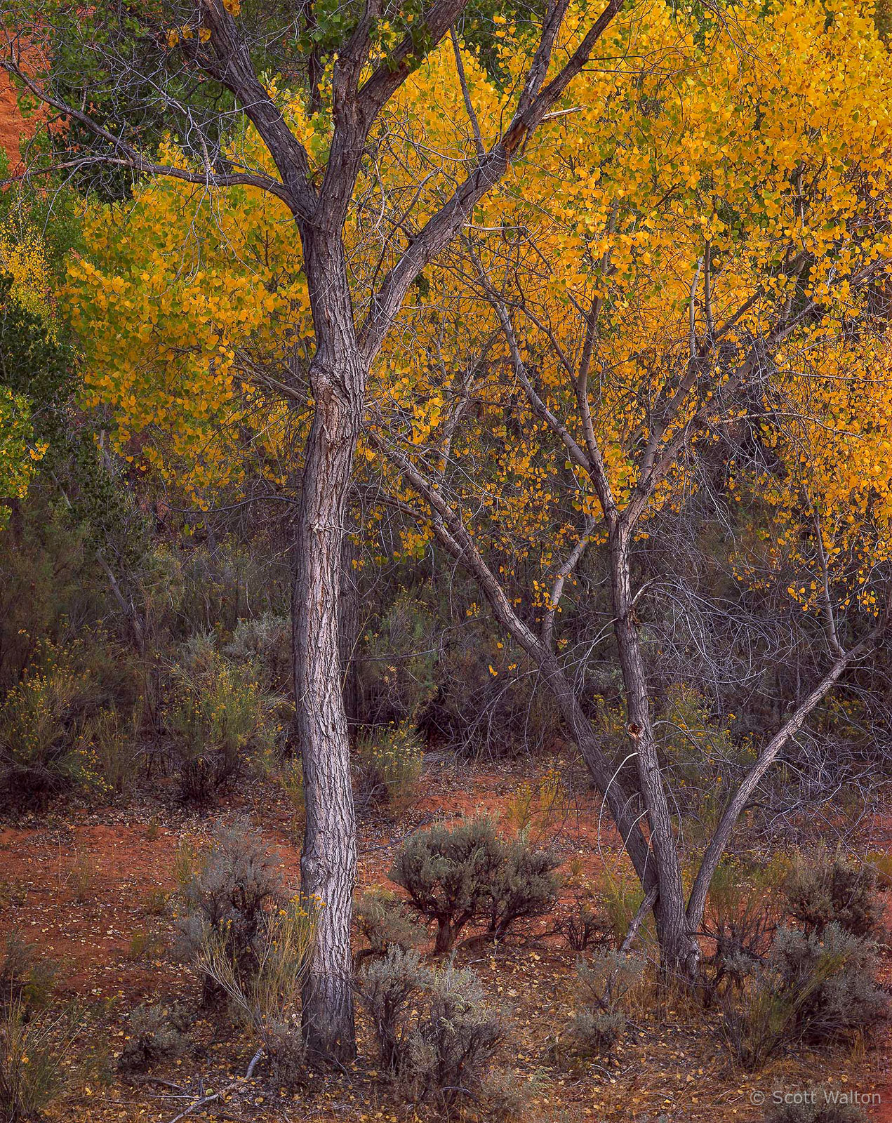 LongCanyonCottonwood-homescan-Velvia.jpg