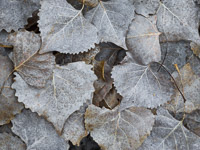Fallen Silver Leaves-Harris-Wash_2-MG_6375-Edit-v2.jpg
