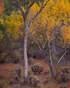 LongCanyonCottonwood-homescan-Velvia.jpg