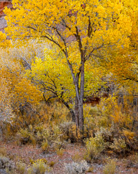 Cottonwood Sunrise LongCynCottonwoodSunrise.jpg