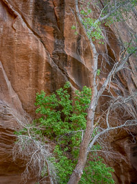 Spring Tree and Varnish _IMG2729.jpg