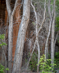 Literate Trees _IMG2789.jpg