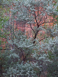 Russian Olive _MG_6366.jpg