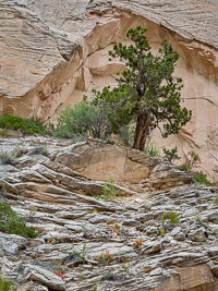 Guardian of the Narrows _MG_6432.jpg