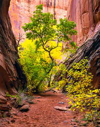 Sheltered Life sheltered-life-long-canyon-utah.jpg