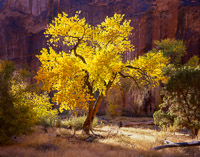 The Sentinel the-sentinel-glowing-cottonwood-coyote-gulch-utah.jpg