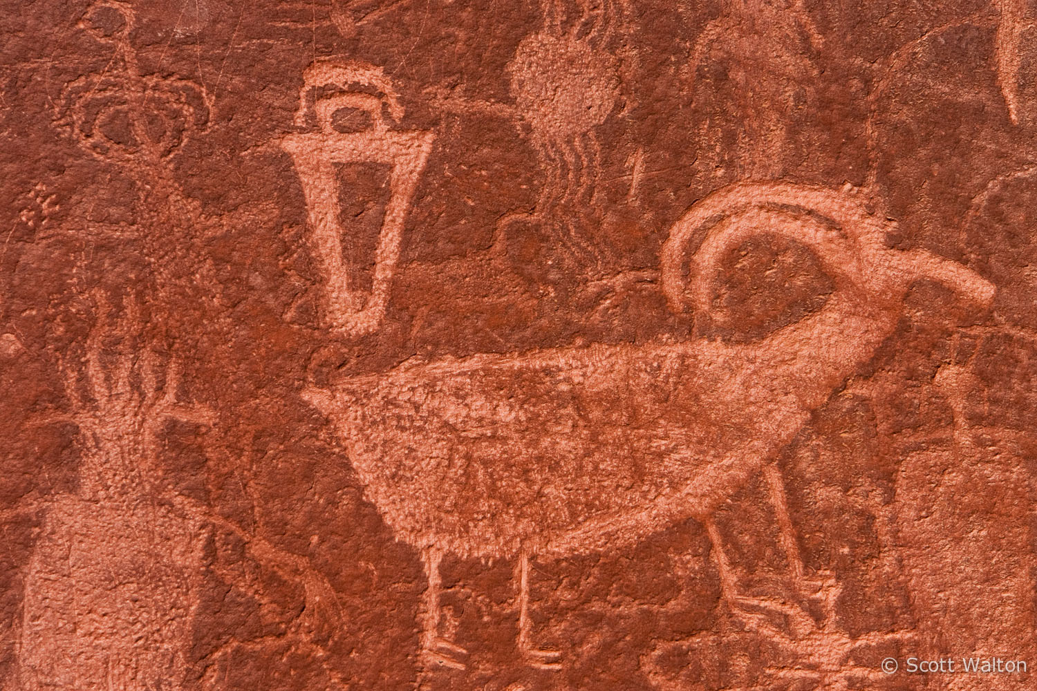 antelope-petroglyph-neon-canyon-utah.jpg