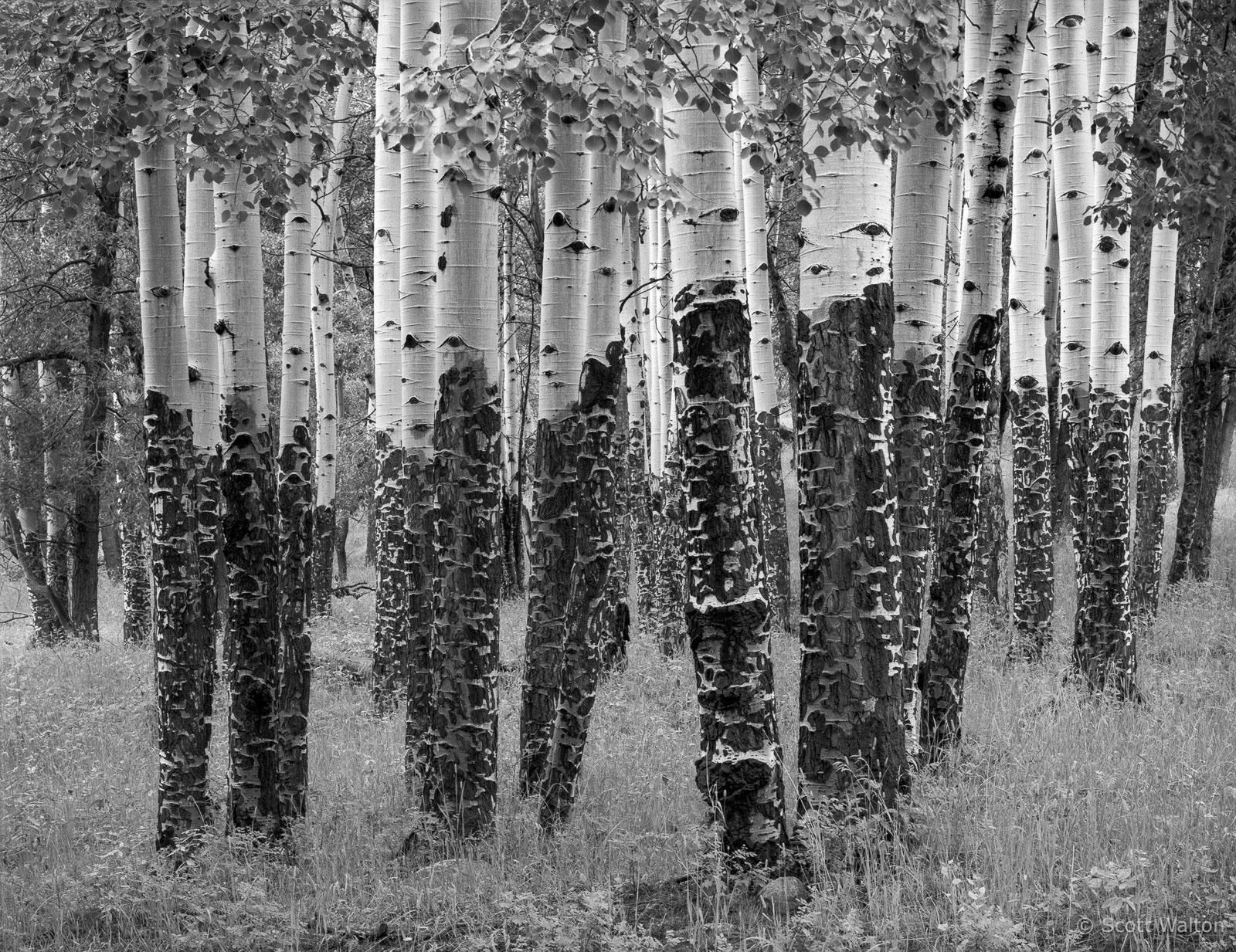 Elk-Chewed-Aspen-Rain-Rocky-Mountain-National-Park-Colorado.jpg