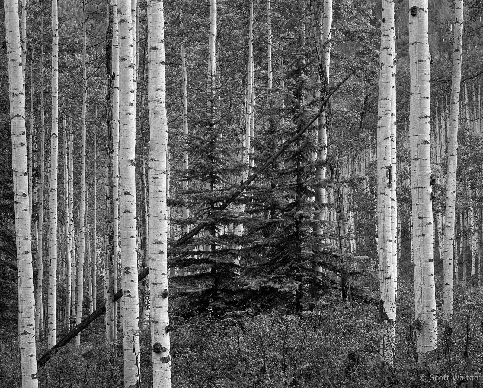 Twin-Pines-Leaning-Aspen-near-Aspen-Colorado.jpg