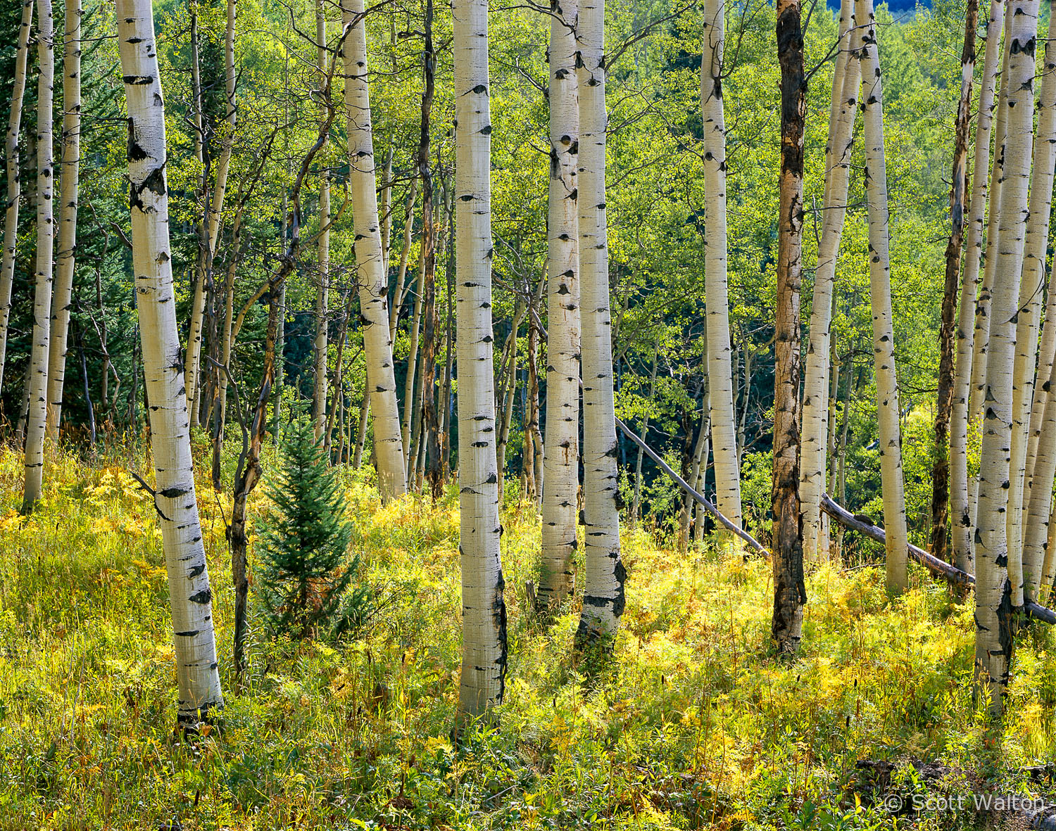 aspen-kebler-pass-gunnison-national-forest-colorado.jpg