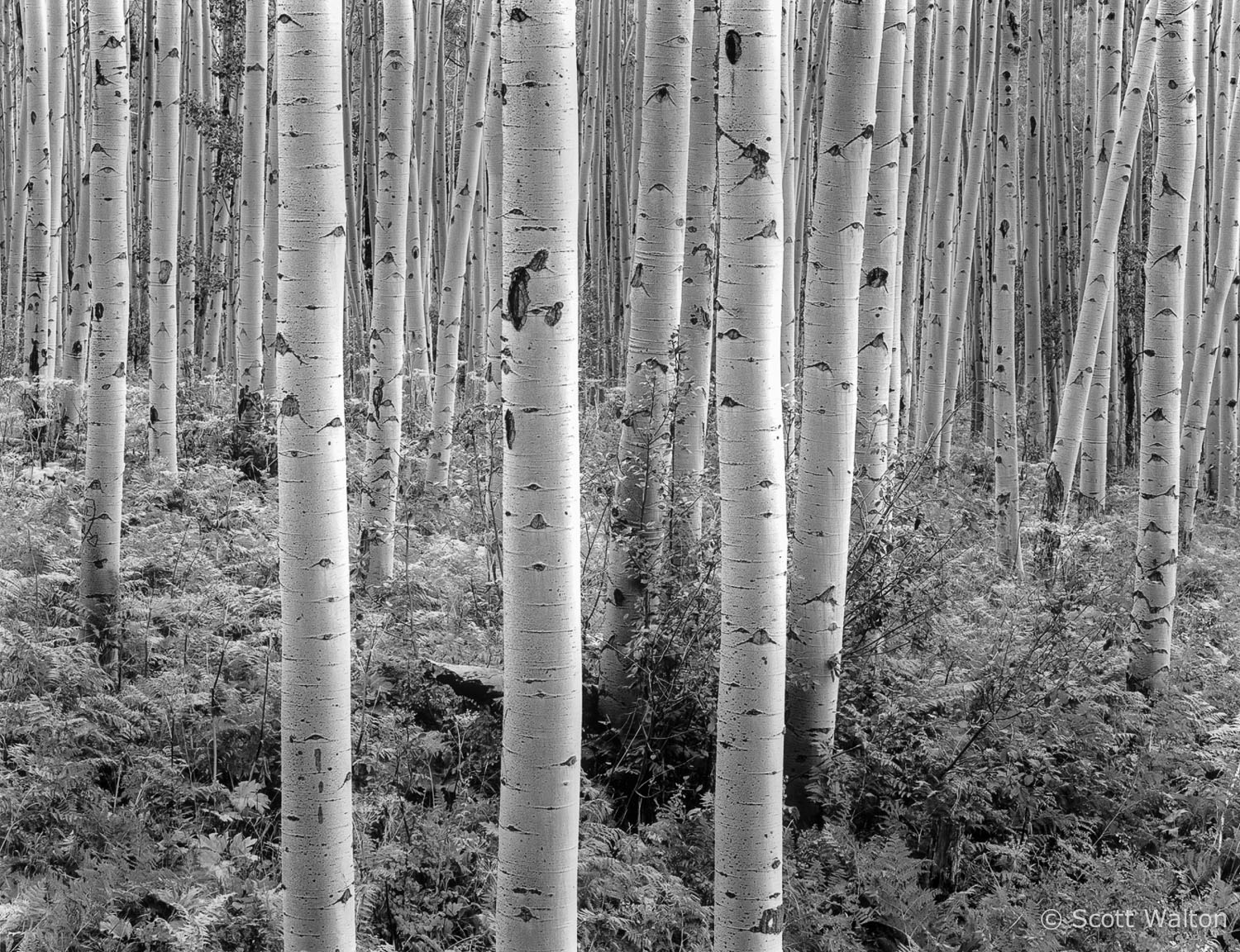 glowing-aspen-near-aspen-colorado.jpg