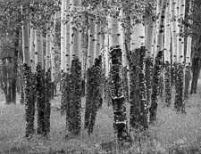 Elk-Chewed-Aspen-Rain-Rocky-Mountain-National-Park-Colorado.jpg