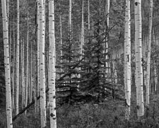 Twin-Pines-Leaning-Aspen-near-Aspen-Colorado.jpg