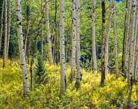 aspen-kebler-pass-gunnison-national-forest-colorado.jpg