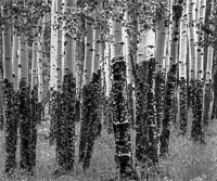 elk-chewed-aspen-rain-rocky-mountain-national-park-colorado.jpg