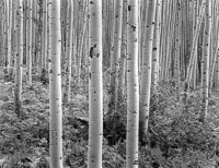 glowing-aspen-near-aspen-colorado.jpg