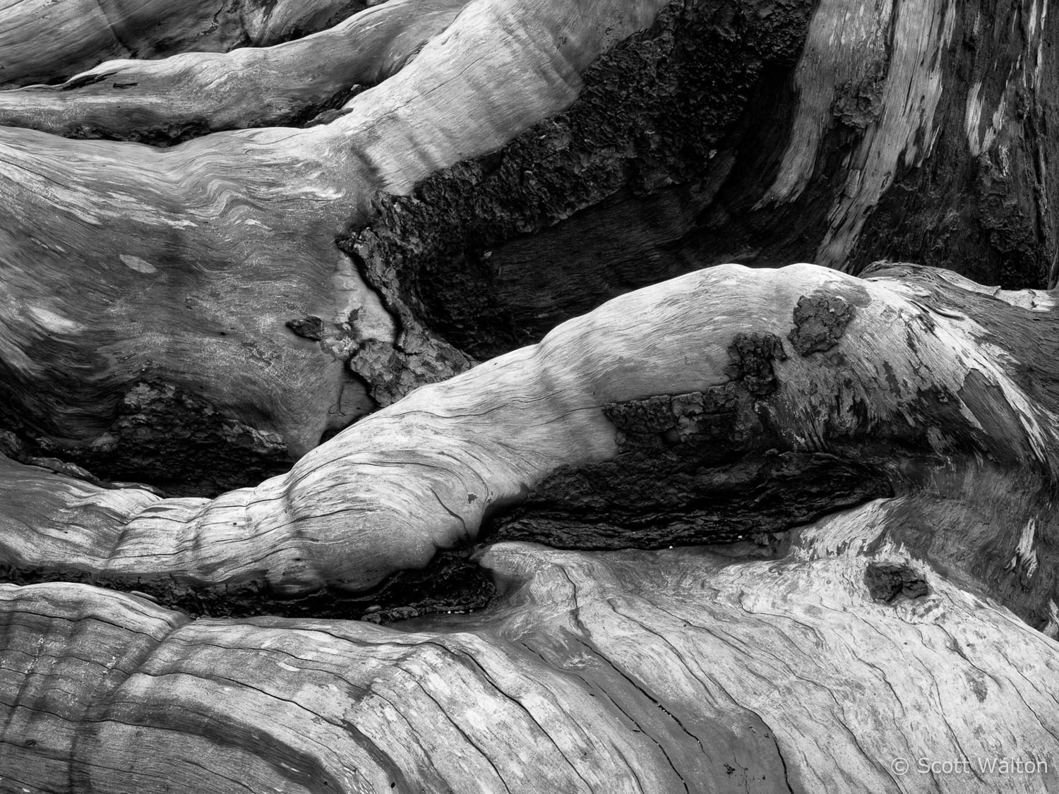 driftwood-log-rialto-beach-olympic-national-park-washington.jpg