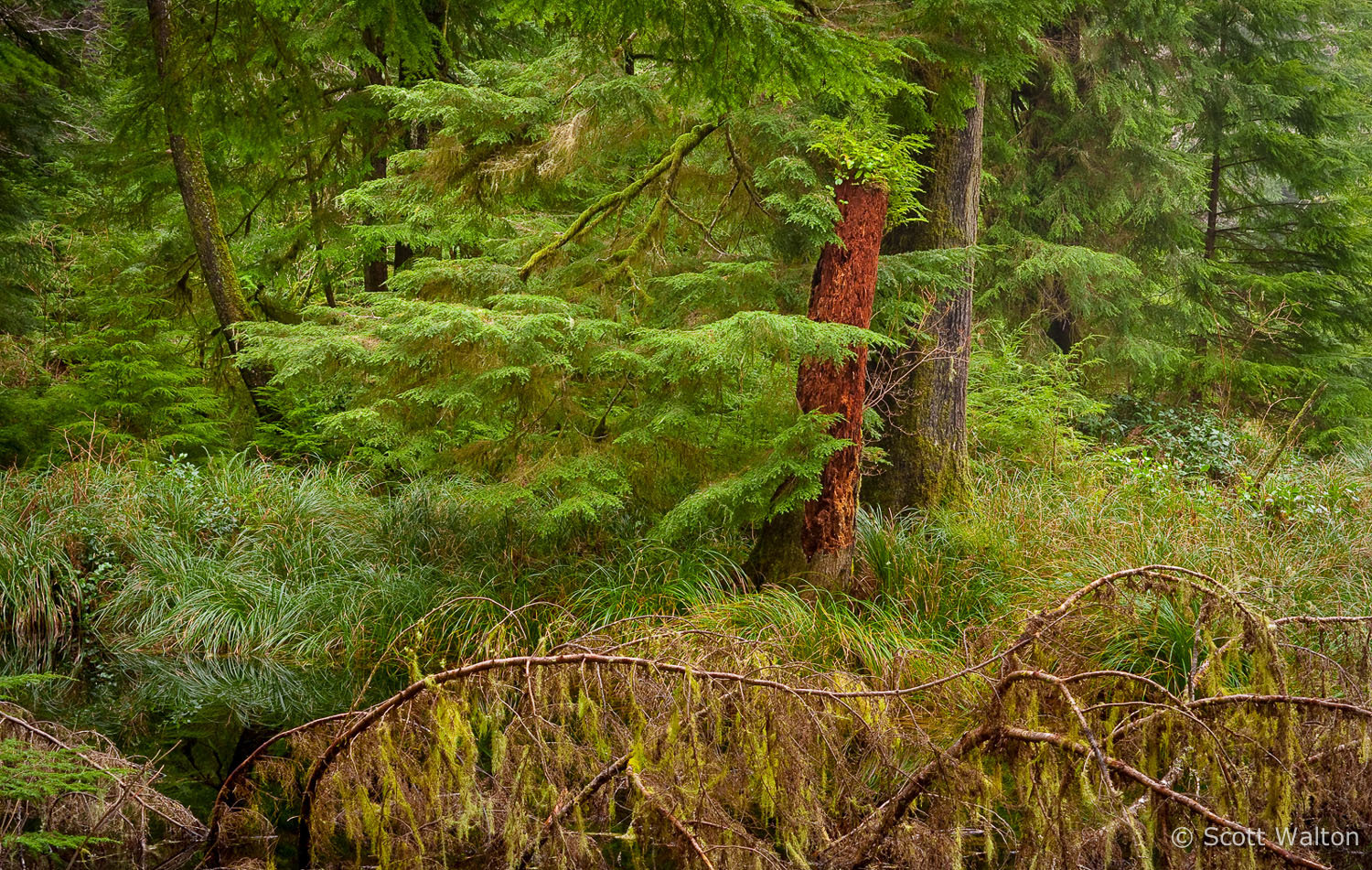 forest-detail-olympic-national-park-washington.jpg