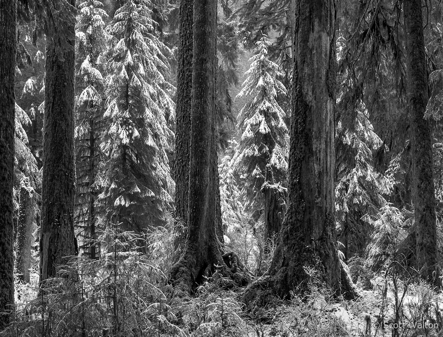 fresh-snow-hoh-rain-forest-olympic-national-park-washington-BW_v1.jpg