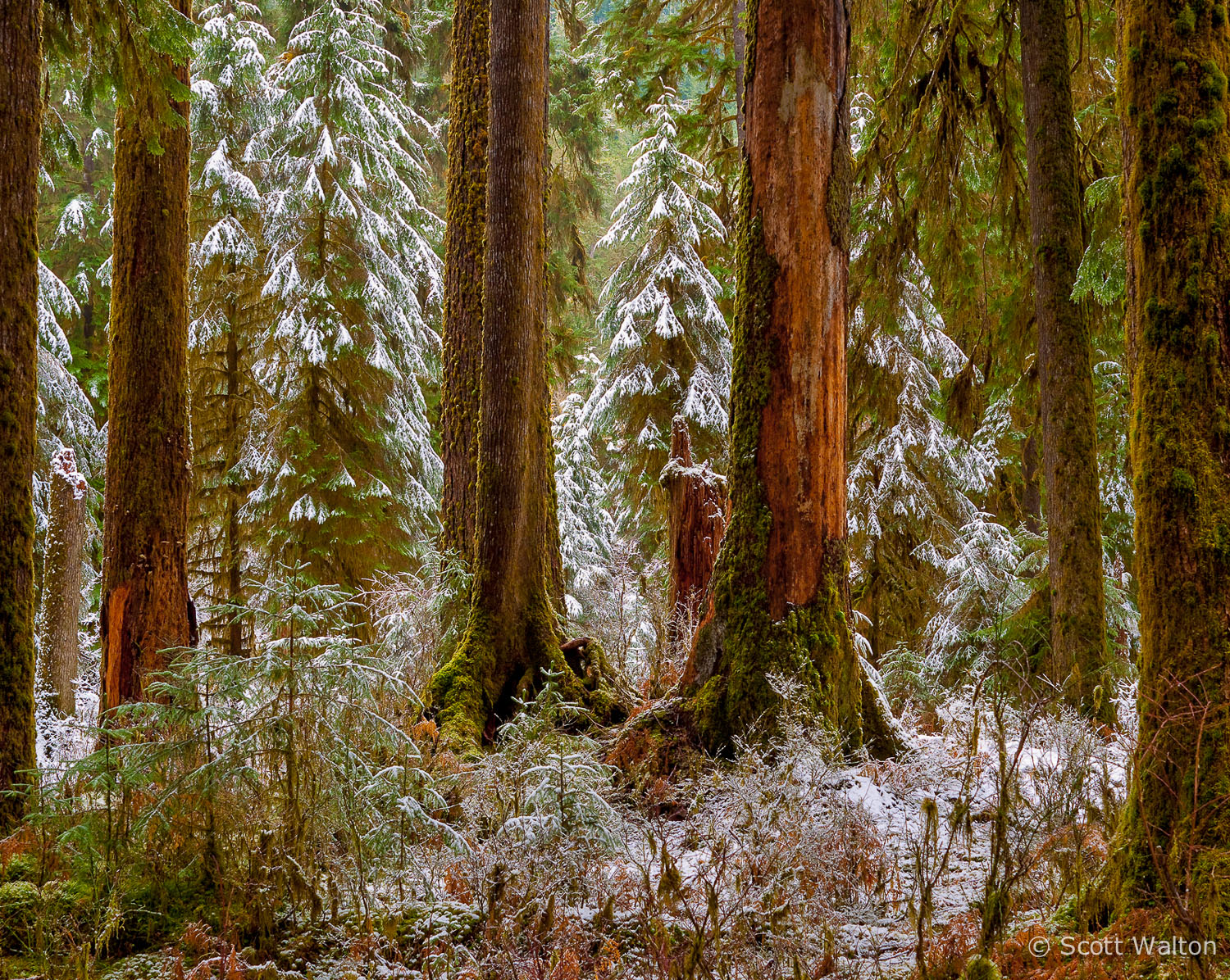 fresh-snow-hoh-rain-forest-olympic-national-park-washington.jpg