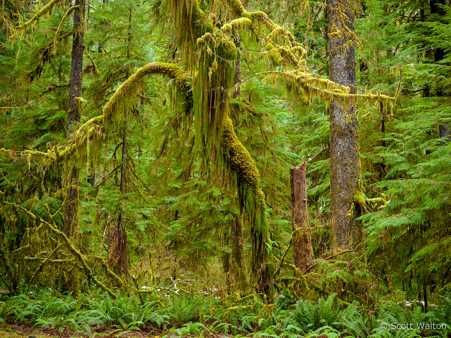 graceful-tree-hoh-rain-forest-olympic-national-park-washington.jpg