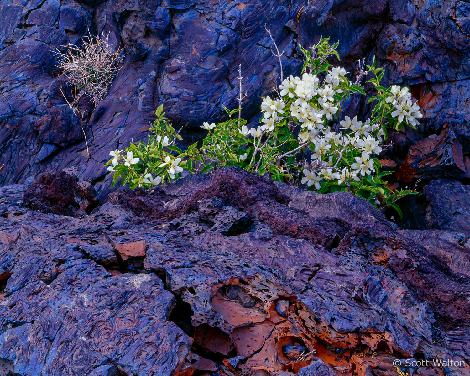 lava-flowers-craters-of-the-moon-national-monument-idaho.jpg
