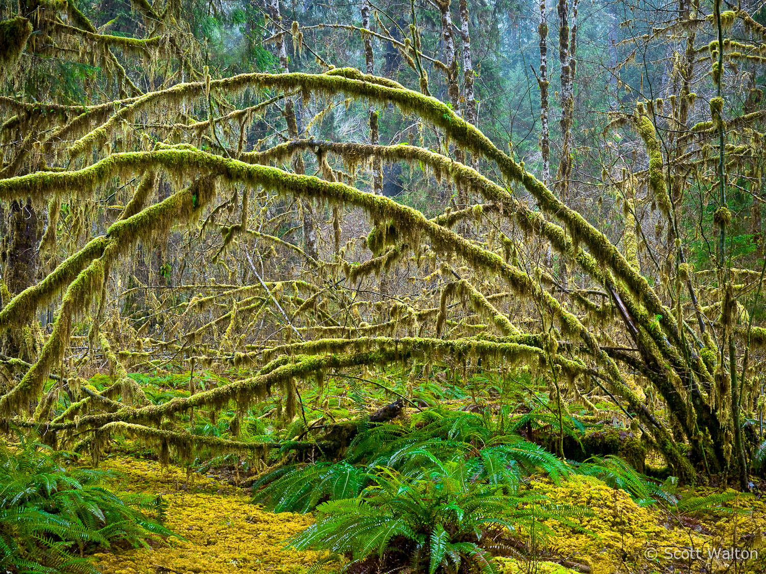 moss-and-ferns-hoh-rain-forest-olympic-national-park-washington.jpg
