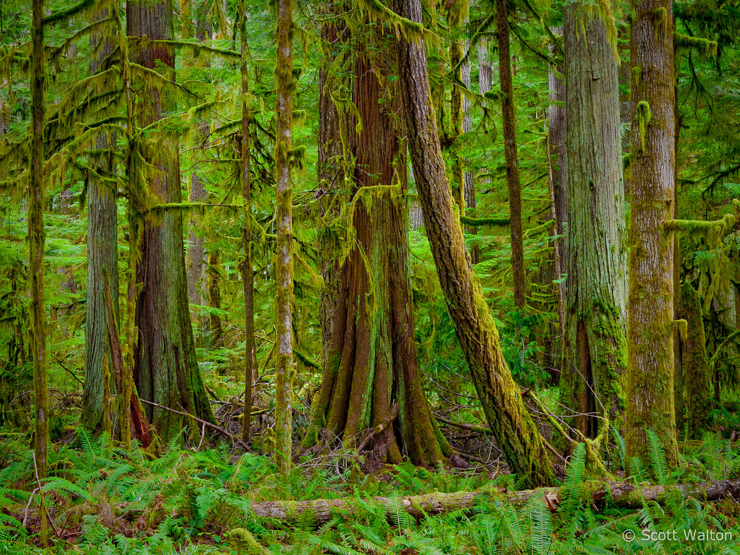 mossy-forest-olympic-national-park-washington.jpg